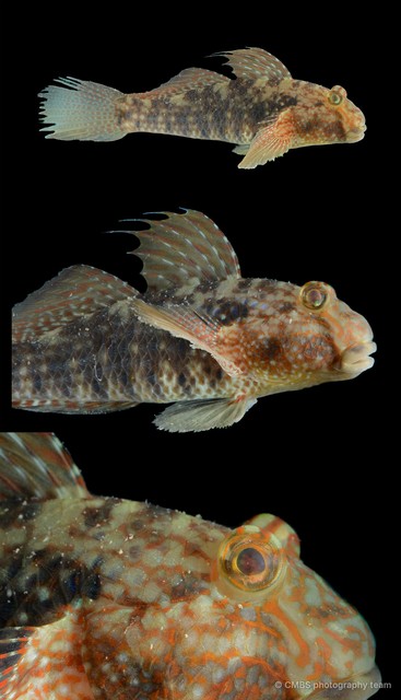 Exyrias belissimus • © CMBS photography team • All Rights Reserved