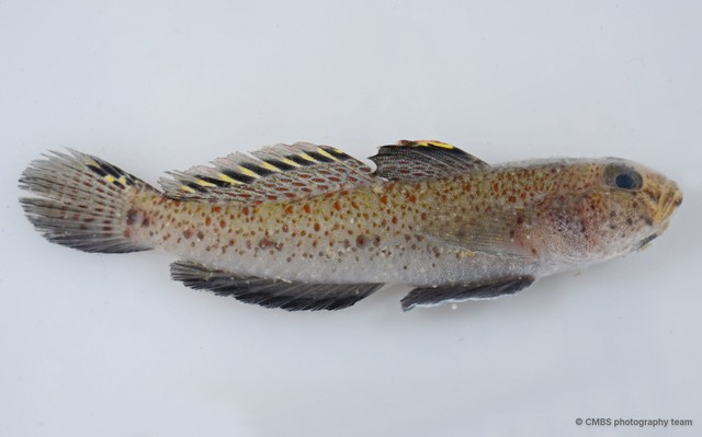 Favonigobius melanobranchus • © CMBS photography team • All Rights Reserved