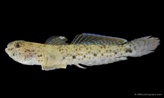 Favonigobius opalescens • © CMBS photography team • All Rights Reserved