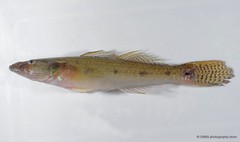 Glossogobius aureus