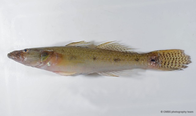 Glossogobius aureus • © CMBS photography team • All Rights Reserved