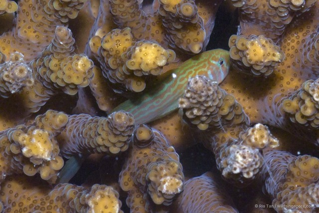 Gobiodon histrio