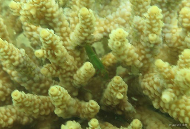 Gobiodon histrio