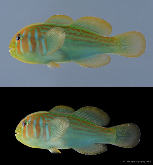 Gobiodon histrio