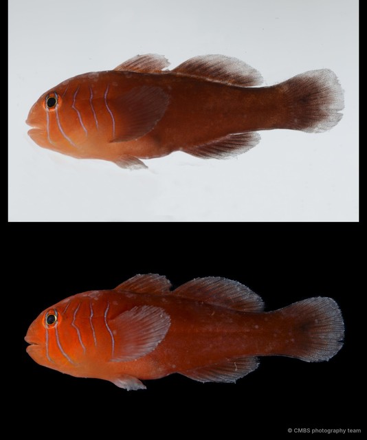 Gobiodon quinquestrigatus • © CMBS photography team • All Rights Reserved