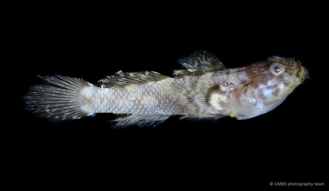 Gobiopsis macrostomus • © CMBS photography team • All Rights Reserved