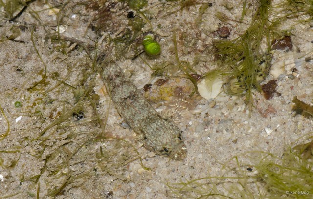 Istigobius sp. "a71f0a9a" • © Rene Ong • All Rights Reserved