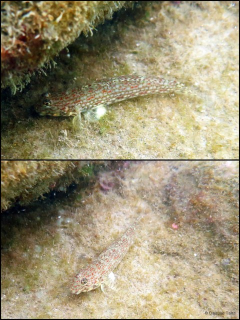 Istigobius decoratus • © Daisuke Taira • All Rights Reserved