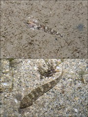 Istigobius goldmanni • © Ria Tan • All Rights Reserved