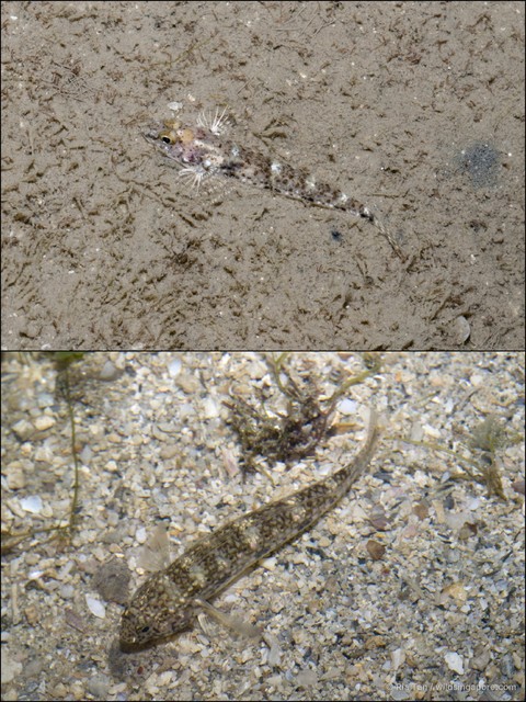 Istigobius goldmanni