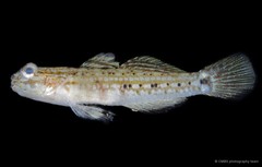 Istigobius goldmanni • © CMBS photography team • All Rights Reserved
