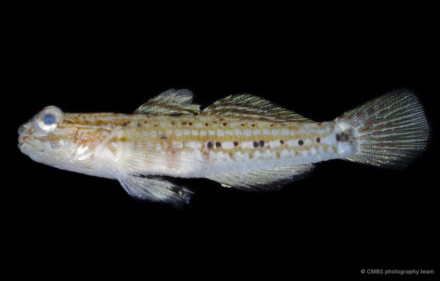 Istigobius goldmanni