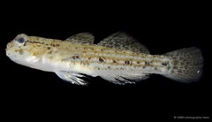 Istigobius goldmanni • © CMBS photography team • All Rights Reserved