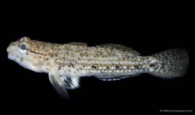 Istigobius goldmanni