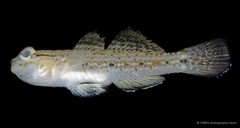 Istigobius goldmanni • © CMBS photography team • All Rights Reserved