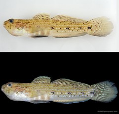 Istigobius goldmanni • © CMBS photography team • All Rights Reserved