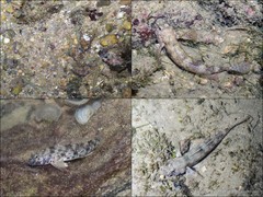 Istigobius ornatus • © Ria Tan • All Rights Reserved