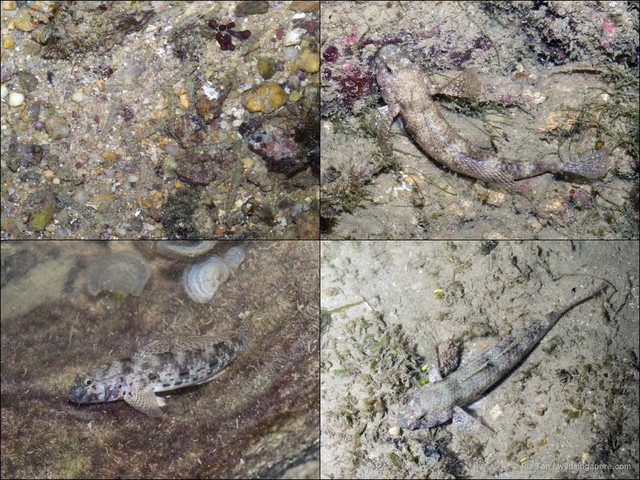 Istigobius ornatus