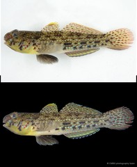 Istigobius ornatus • © CMBS photography team • All Rights Reserved