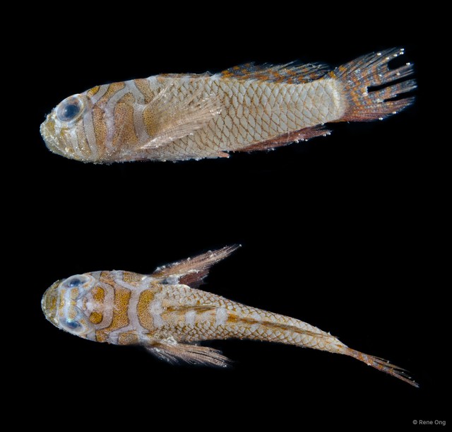 Priolepis nuchifasciata • © Rene Ong • All Rights Reserved