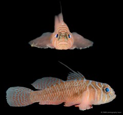 Priolepis nuchifasciata • © CMBS photography team • All Rights Reserved