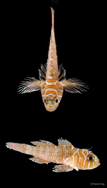 Priolepis nuchifasciata