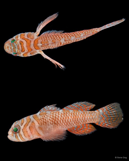 Priolepis nuchifasciata