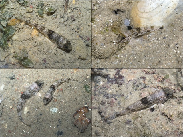 Yongeichthys nebulosus