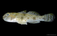 Yongeichthys nebulosus • © CMBS photography team • All Rights Reserved