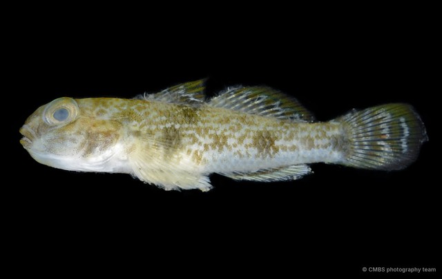 Yongeichthys nebulosus • © CMBS photography team • All Rights Reserved