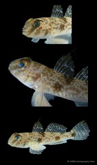Yongeichthys nebulosus • © CMBS photography team • All Rights Reserved