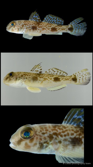 Yongeichthys nebulosus