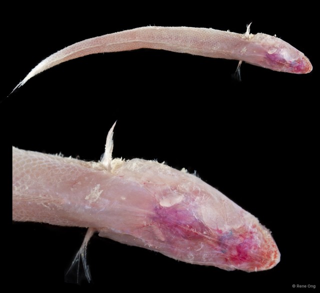 Amblyopinae sp. "SEA-6283" • © Rene Ong • All Rights Reserved