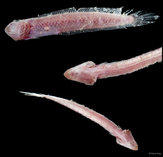 Amblyopinae sp. "SEA-8765" • © Rene Ong • All Rights Reserved