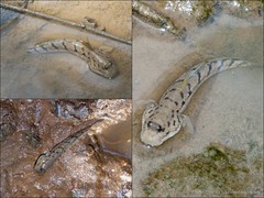 Boleophthalmus boddarti • © Ria Tan • All Rights Reserved