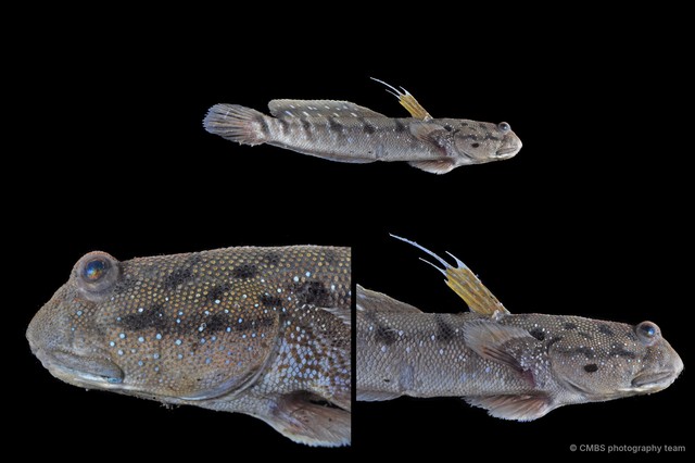Boleophthalmus boddarti