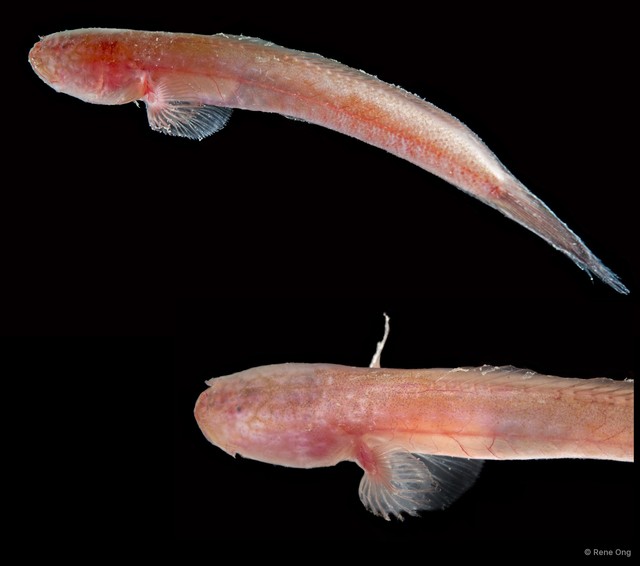 Brachyamblyopus brachysoma • © Rene Ong • All Rights Reserved