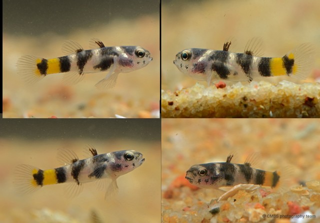 Brachygobius kabiliensis • © CMBS photography team • All Rights Reserved