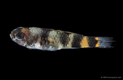 Brachygobius kabiliensis • © CMBS photography team • All Rights Reserved