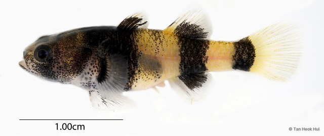 Brachygobius sabanus • © Tan Heok Hui • All Rights Reserved