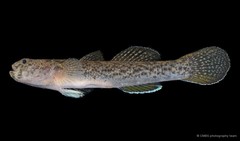 Eugnathogobius illotus • © CMBS photography team • All Rights Reserved