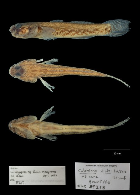 Eugnathogobius illotus