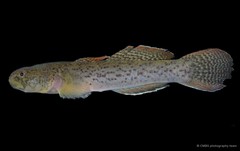 Eugnathogobius variegatus • © CMBS photography team • All Rights Reserved