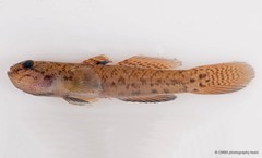 Eugnathogobius variegatus • © CMBS photography team • All Rights Reserved