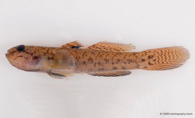 Eugnathogobius variegatus