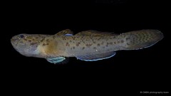 Eugnathogobius variegatus • © CMBS photography team • All Rights Reserved