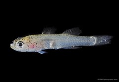 Gobiopterus birtwistlei • © CMBS photography team • All Rights Reserved
