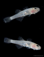 Gobiopterus birtwistlei • © CMBS photography team • All Rights Reserved