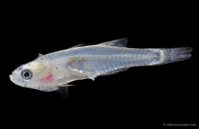 Gobiopterus birtwistlei
