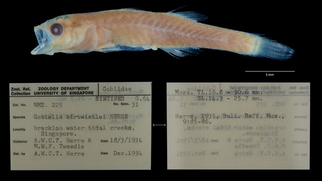 Gobiopterus birtwistlei